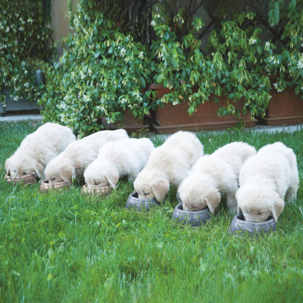 Immagine prodotto 10